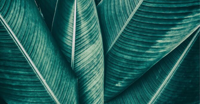 Strength Training for Longevity: Building Muscle for a Healthier Future image